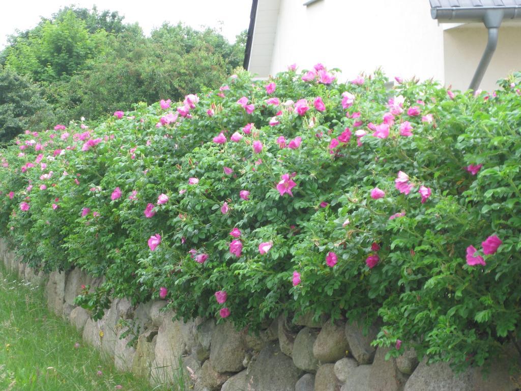 Urlaubsglueck Familien- & Hunde-Paradies Rankwitz Bilik gambar