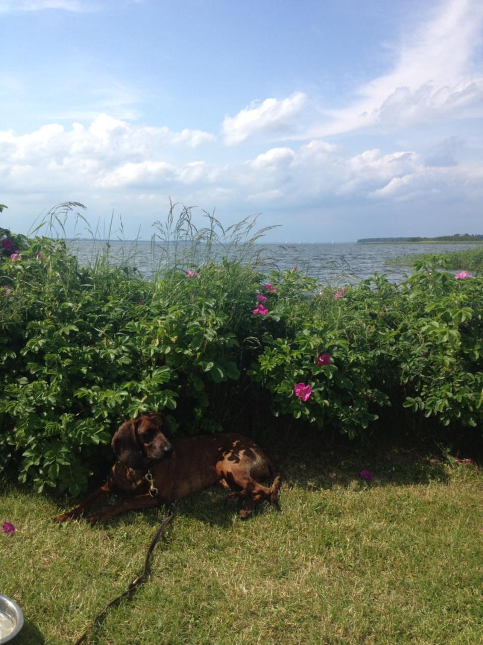 Urlaubsglueck Familien- & Hunde-Paradies Rankwitz Luaran gambar